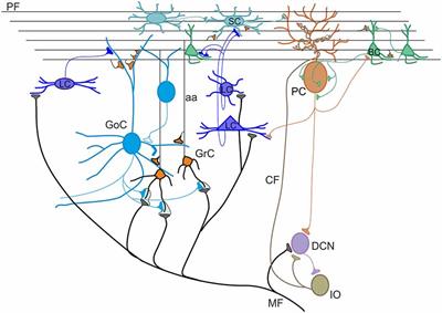 Diverse Neuron Properties and Complex Network Dynamics in the Cerebellar Cortical Inhibitory Circuit